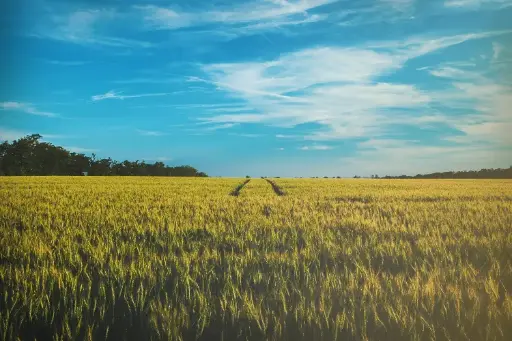 Seguro de Agro